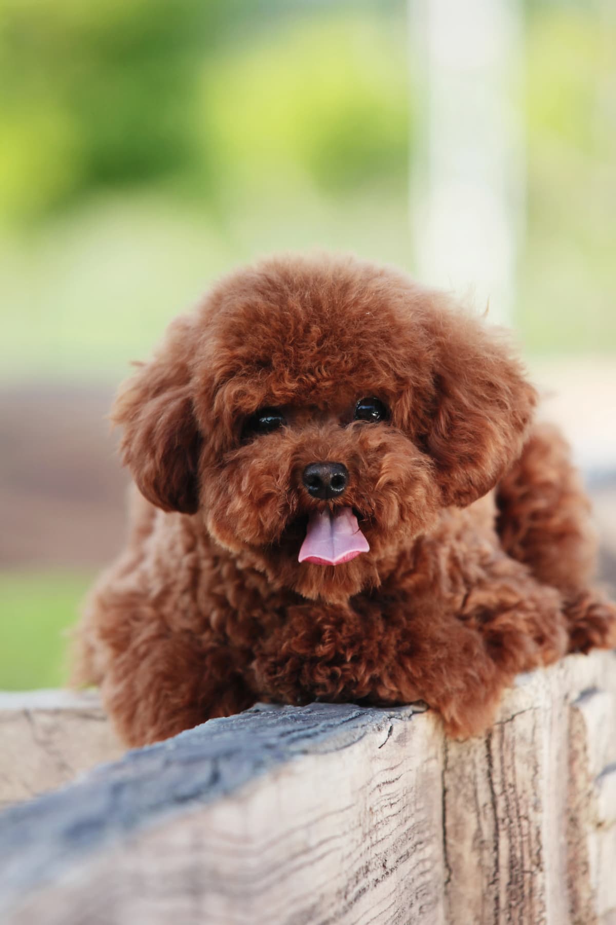 Beautiful dog
