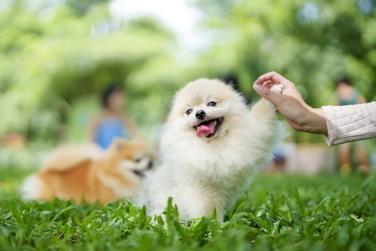 Beautiful dogs